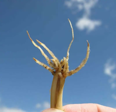 Dryed-up root close-up photo of a root