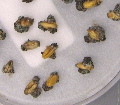 Seeds photo of decaying seeds