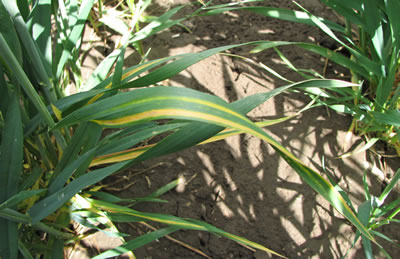 Yellow stripe photo of a wheat plant with a yellow stripe up the leaf