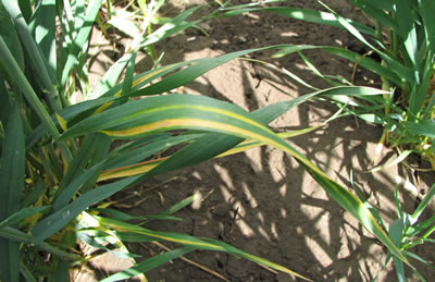 photo of a wheat plant with a yellow stripe up the leaf