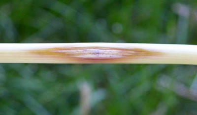 photo of lesions on a plant stem