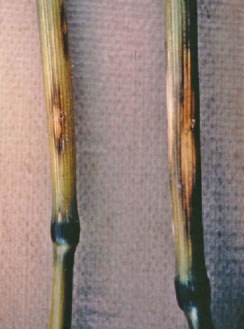 Eyespot another close-up photo of lesions on stems