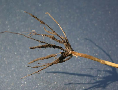 Crown rot close-up photo of a root system that is showing a brown discoloration