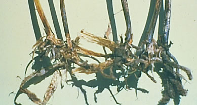 Take-all close-up photo of a root system that's showing a black discoloration