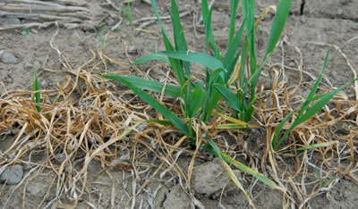 Snow mold photo of a young plant that is displaying symptoms of snow mold