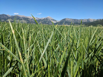 Photo of a wheat field with plants showing spots on their leaves