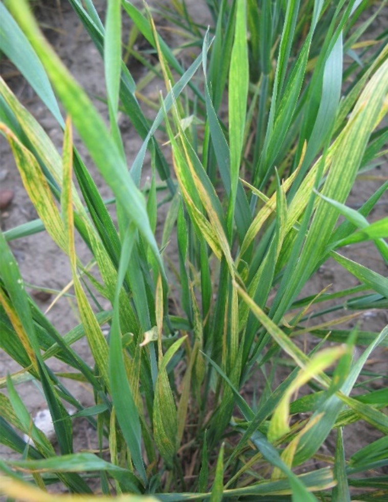 Wheat streak mosaic infected field showing stunted, yellow looking plants. There is also a close up of the yellow plants