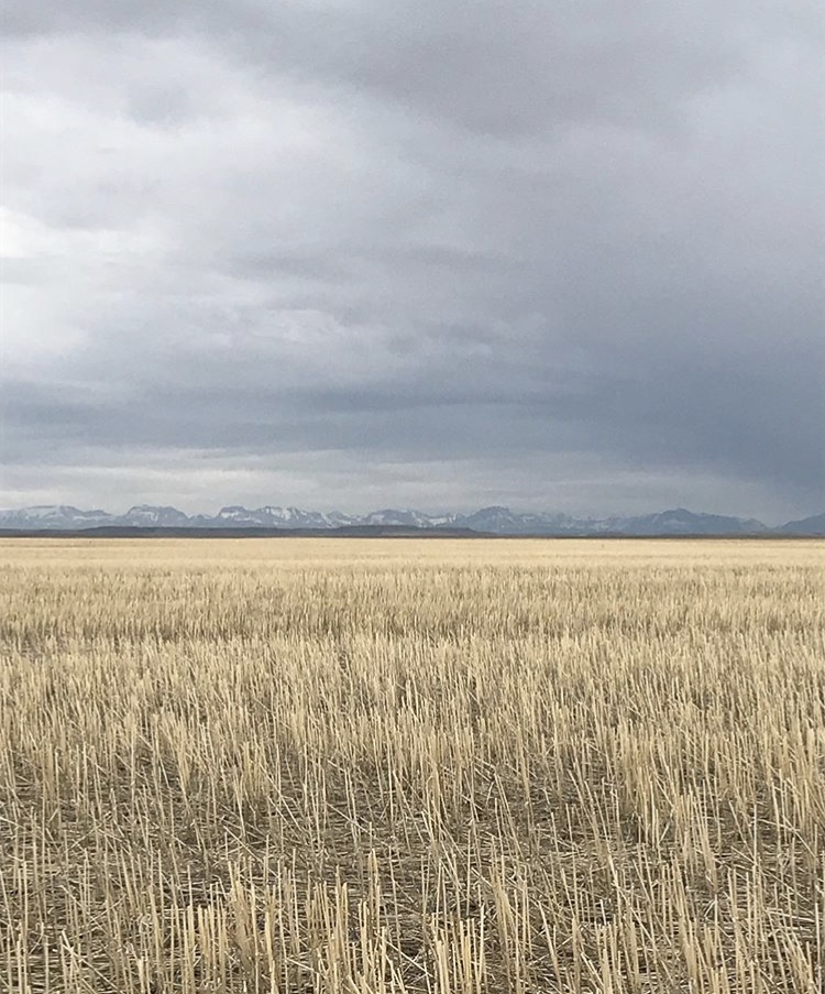 Stubble Field