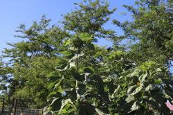 Tall Sunflowers