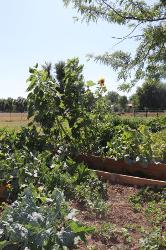 Garden produce