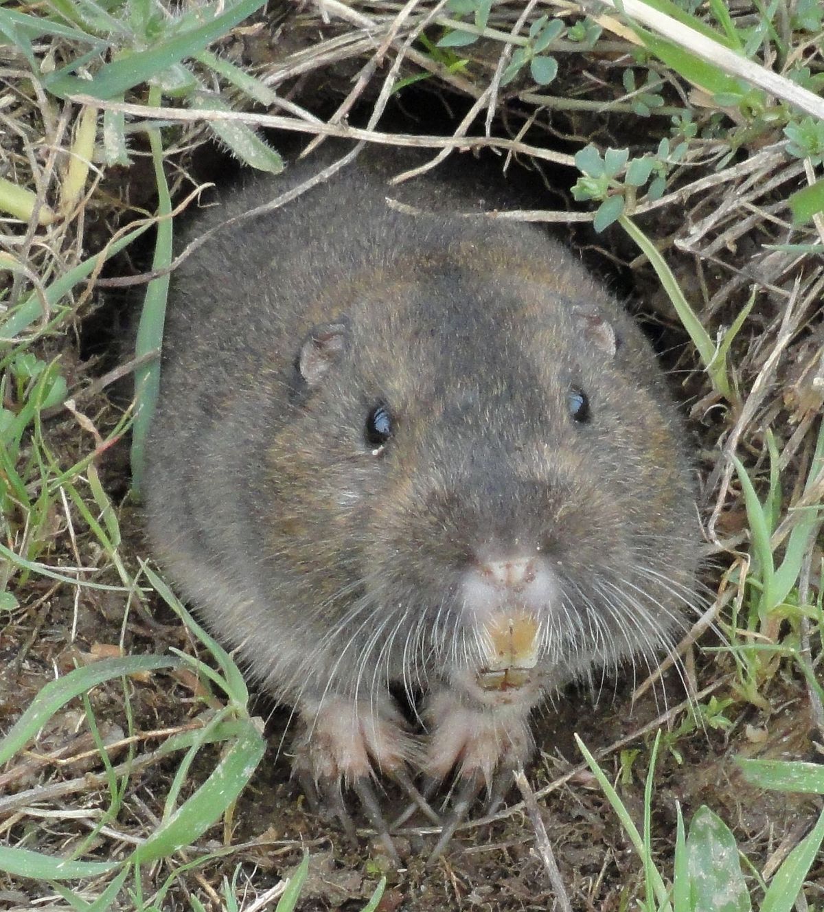 Pocket Gopher