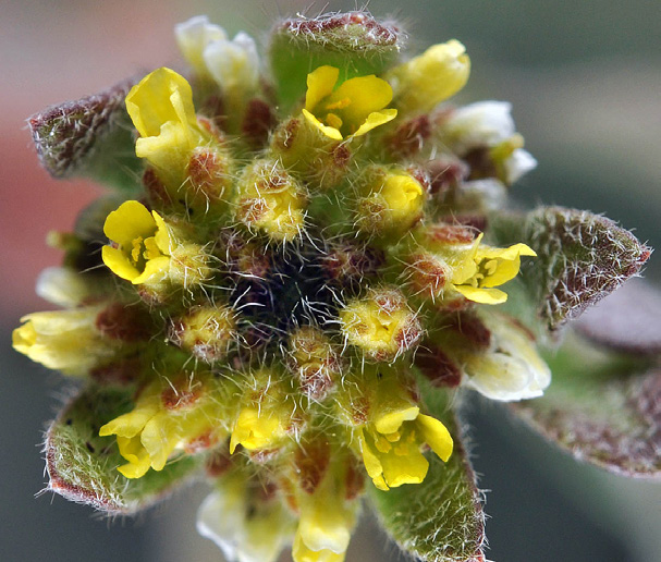 Alyssum