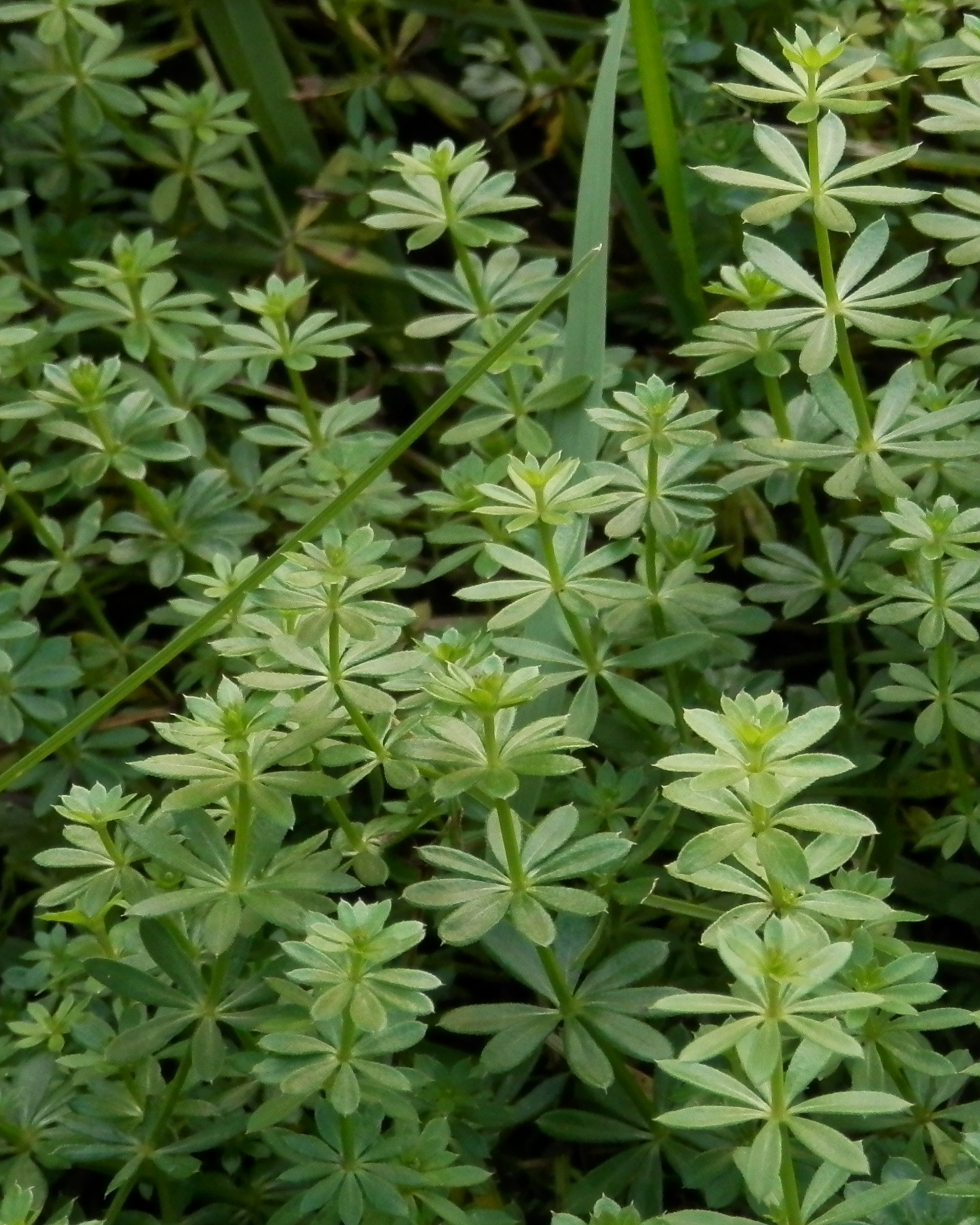 Catchweed Bedstraw