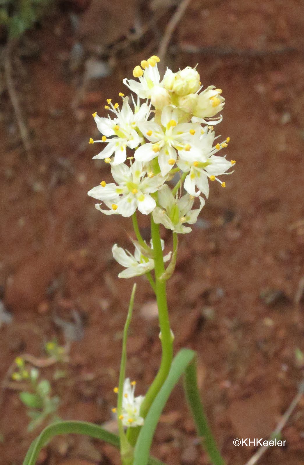 Death Camas