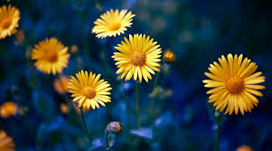 yellow daisy