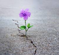 Flower growing out of pavement