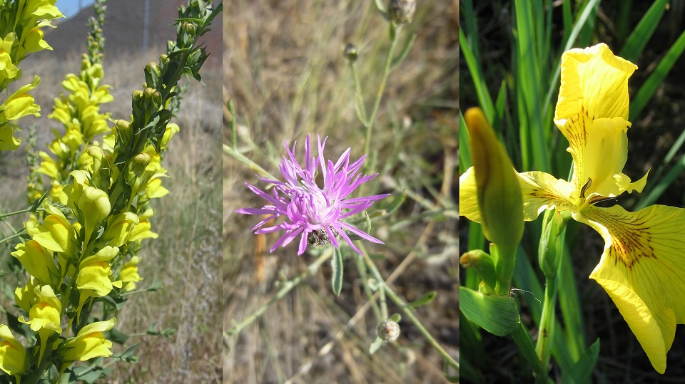 Noxious Weeds