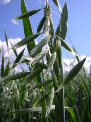 oat crop