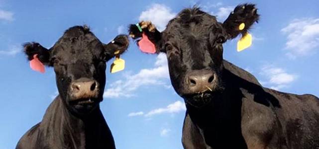 Two cows looking at you