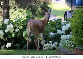 deer in yard