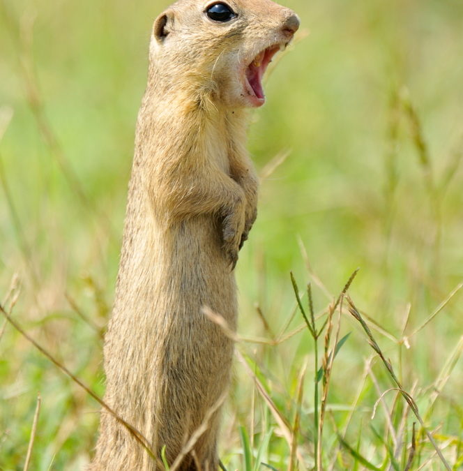 Prairie Dog