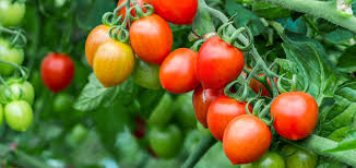 tomatoes on vine