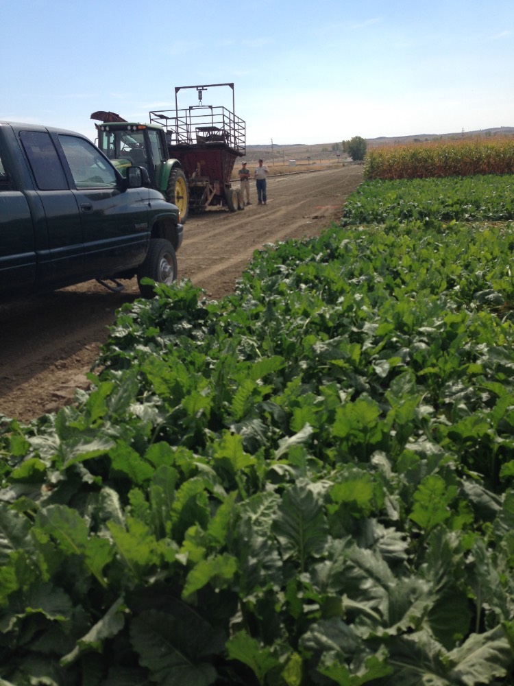 Sugarbeet harvester