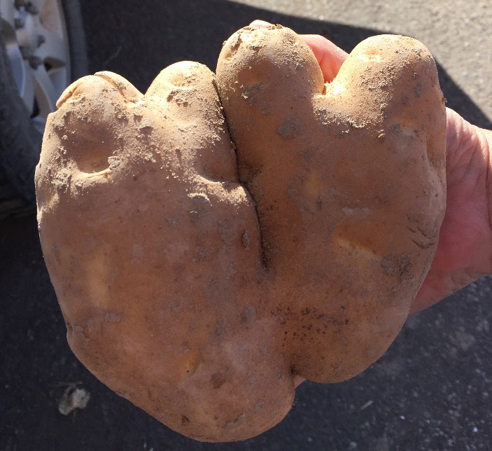 Double heart potatoes