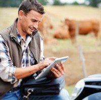 tablet with cows