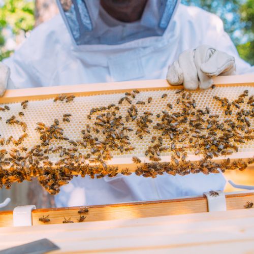 beekeeping pic 1