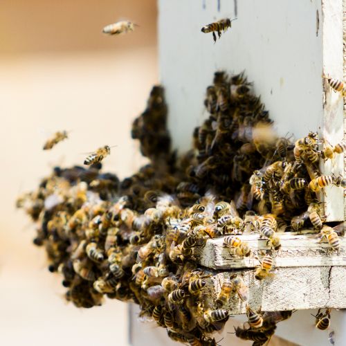 bees 2