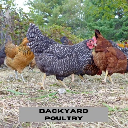 Backyard Poultry