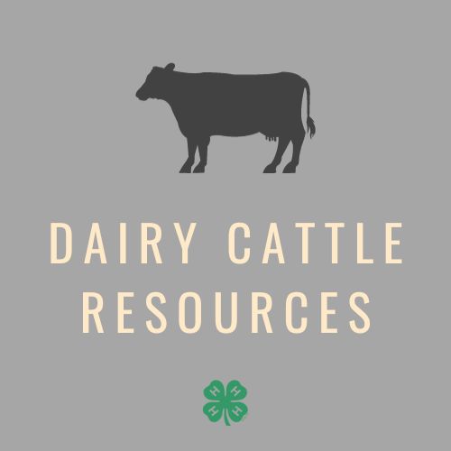 dairy cattle icon