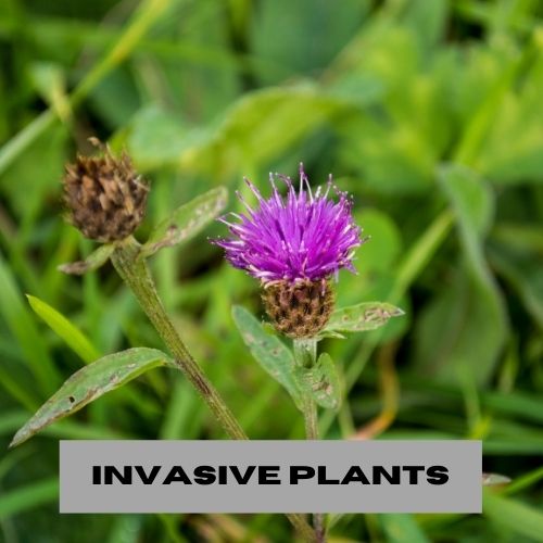 INVASIVE PLANTS
