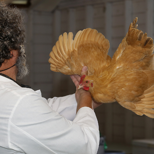 poultry pic 1