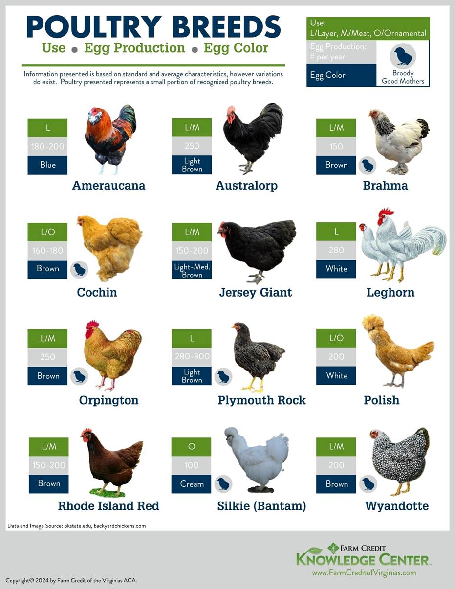 poultry