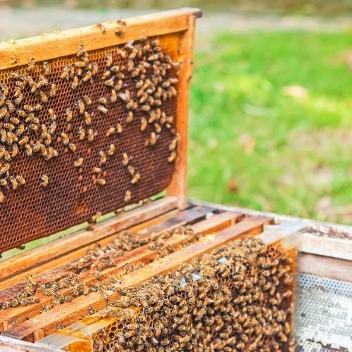honey bee image 1