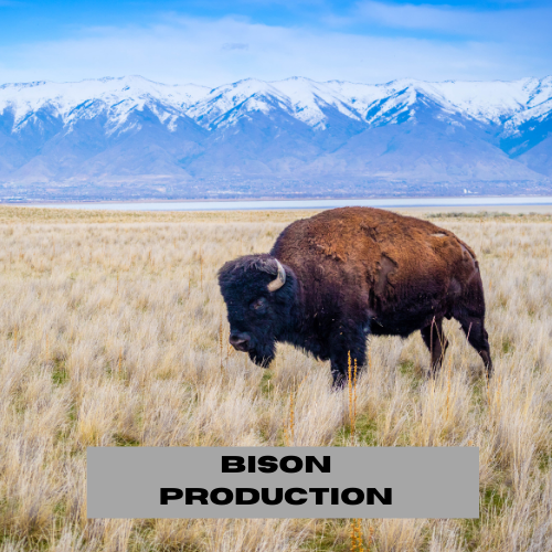 Bison production icon