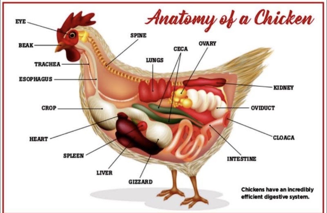 chicken graphic