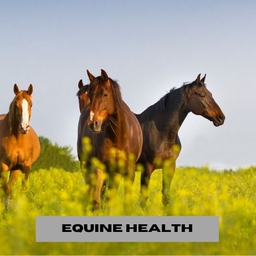 Equine Health
