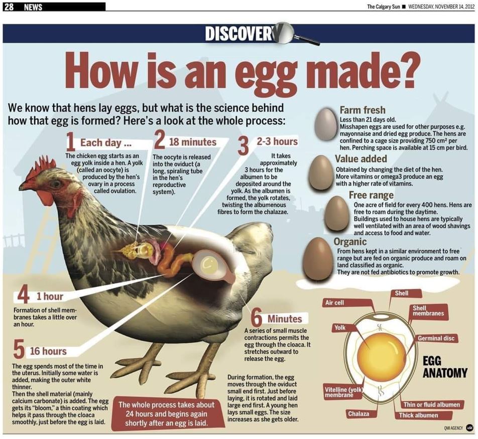 how is an egg made