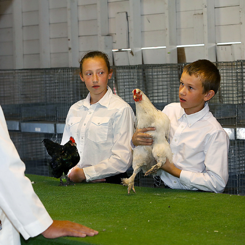 poultry pic 2