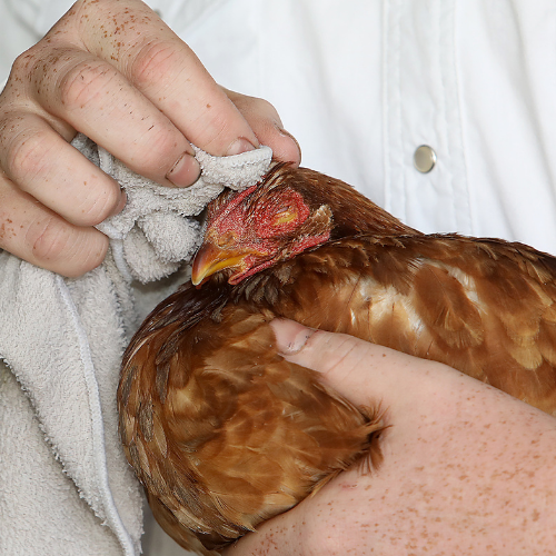 poultry 3