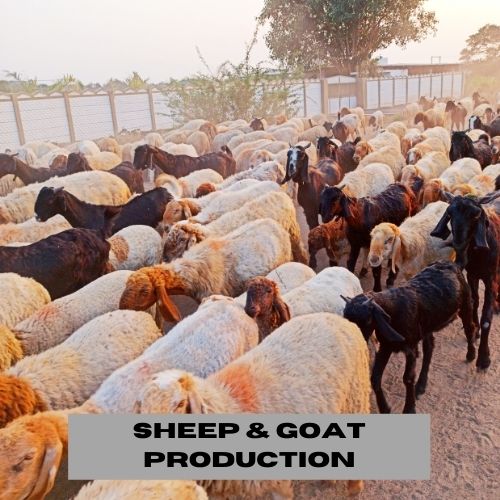 SHEEP & GOAT PRODUCTION