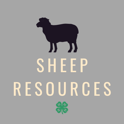 sheep project icon