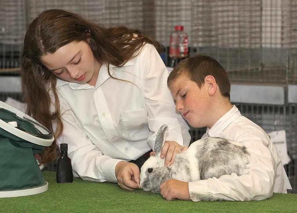 vanessa and remy rabbit