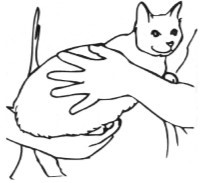 holding cat