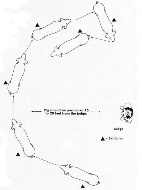 position of pig in relation to judge