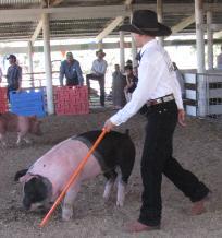 showing your pig