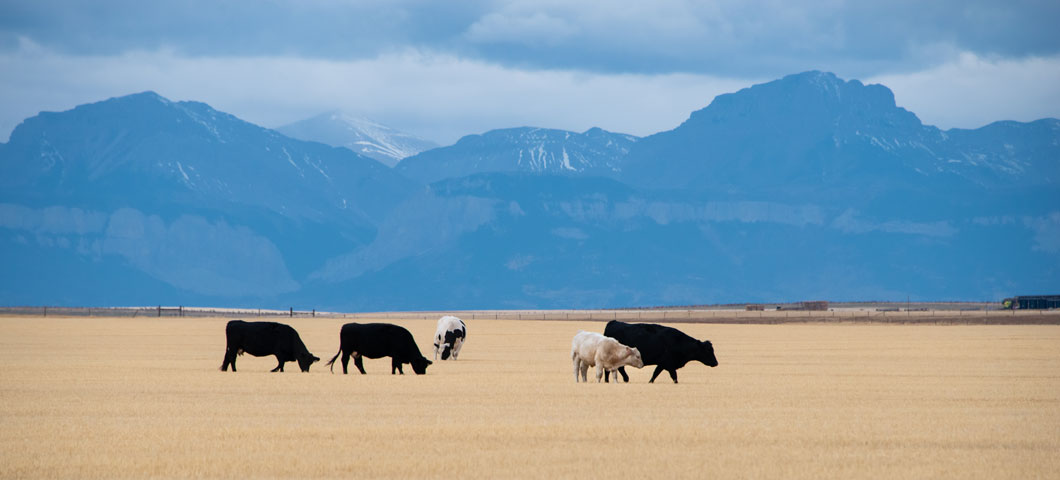 cows in open land with mountains in background